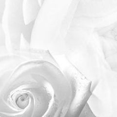 Кухонный фартук Цветы 217 МДФ матовый (3000) Flowers в Березниках - berezniki.mebel24.online | фото